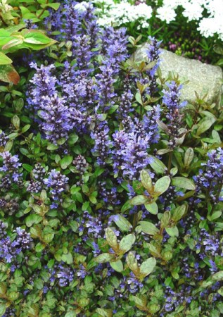 AJUGA reptans Chocolate Chip
